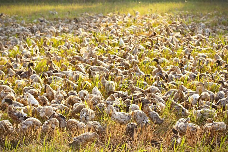 Terdeteksi Virus H5N1, Prancis Musnahkan 10 Ribu Ekor Bebek