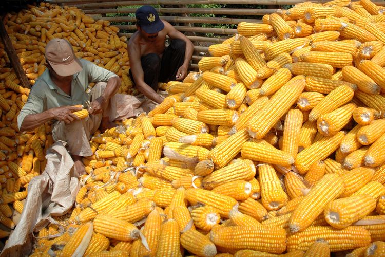 PALI Siapkan 6.000 Hektare Lahan untuk Tanaman Jagung