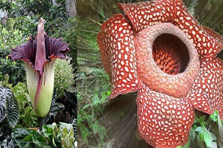 Pertama Kali, Rafflesia Arnoldii Mekar Setelah 16 Tahun Dibudidayakan di Luar Habitat