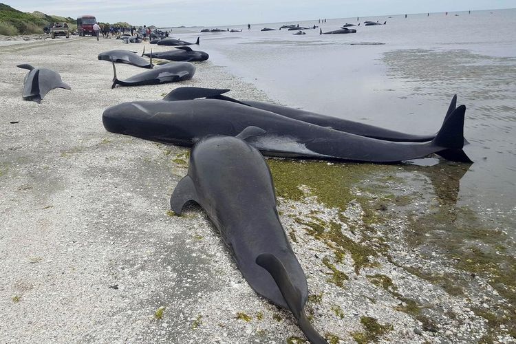 Ratusan Paus Mati Usai Terdampar di Dua Pulau Selandia Baru