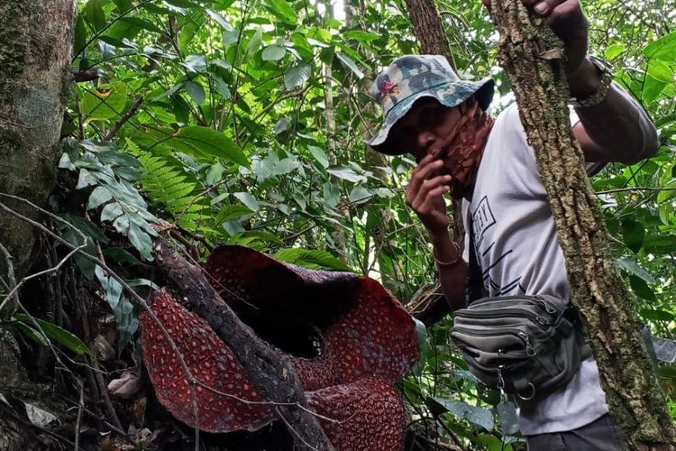 Warga Temukan Empat Bunga Rafflesia Arnoldi Tumbuh di Kebun di Empat Lawang