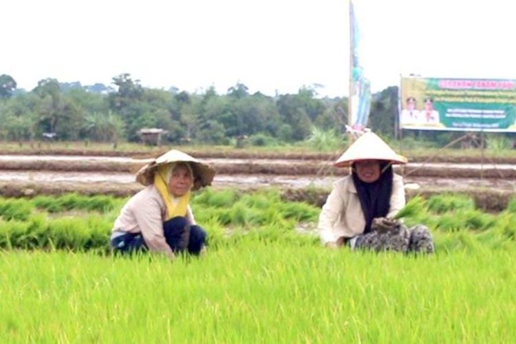 Cegah Permainan Tengkulak, DPRD Sumsel Dorong Pemerintah Beri KUR Tanpa Agunan ke Petani
