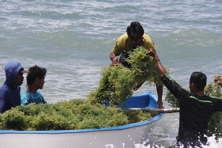 Begini Strategi KKP Tingkatkan Produksi Emas Hijau