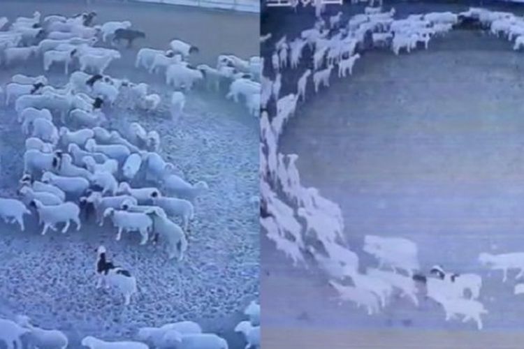 Misterius, Ratusan Domba di Mongolia China Berputar Selama 12 Hari Tanpa Henti