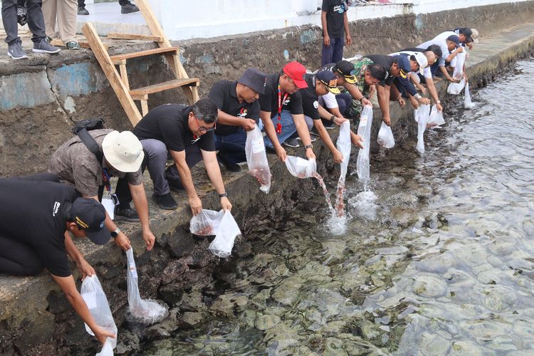 Ribuan Bibit Ikan Nemo Ditebar di Perairan Maluku Utara