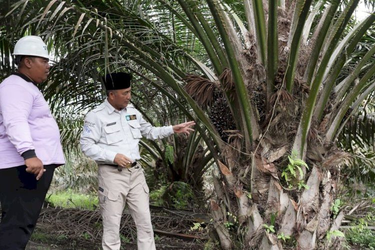 Sungai Lilin Muba Terpilih Jadi Lokasi Pembangunan Pabrik Minyak Goreng