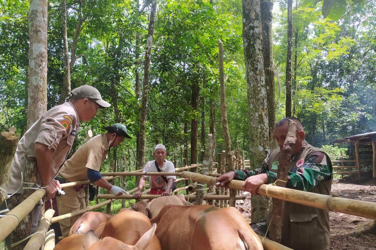 Vaksinasi PMK Dosis Kedua di OKU Baru 20 Persen