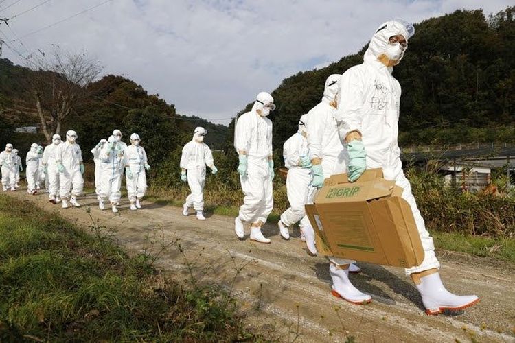 Jutaan Unggas yang Terpapar Flu Burung di Jepang Dimusnahkan