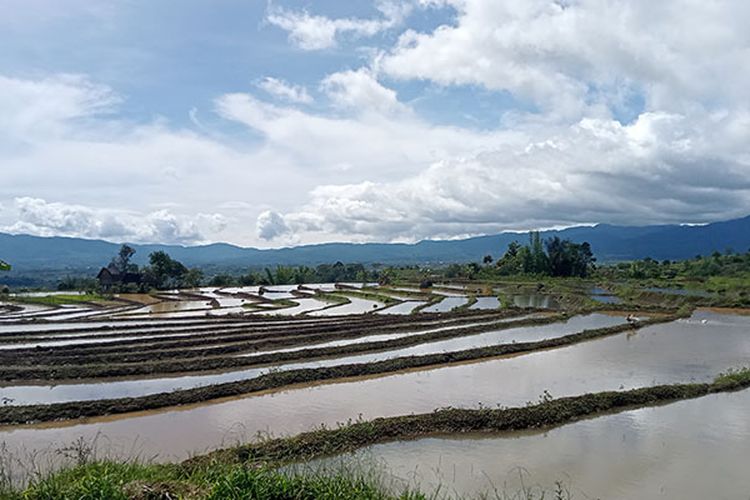 Musim Tanam, Pupuk di Semendo Langka dan Harganya Melonjak
