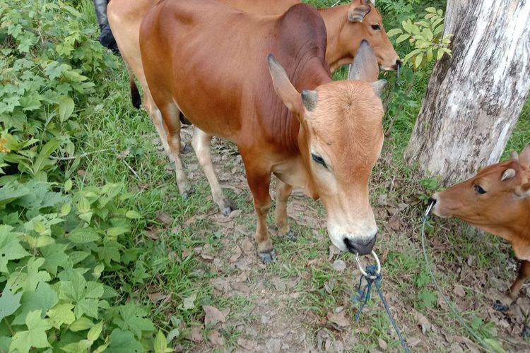 Penyakit Cacar Kulit Mengancam Ternak Sapi di PALI