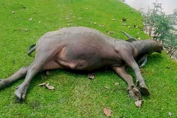 Sehari 12 Kerbau Mati di Muratara, Peternak: Penyakitnya Cepat Sekali Menyebar!