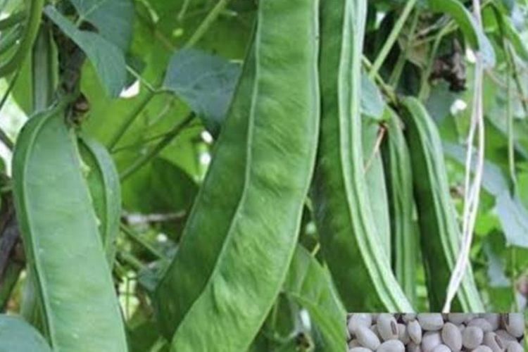 Ini Fakta Kacang Koro Bisa Jaga Kesehatan Jantung
