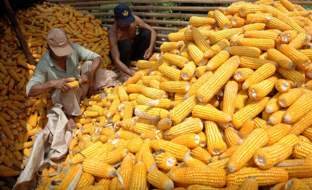 Bulog Pacu Penyerapan Jagung, Targetkan 1 Juta Ton di 2025