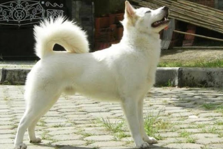 Cegah Rabies, Musi Rawas Siapkan 2.700 Vaksin Gratis untuk Hewan Peliharaan