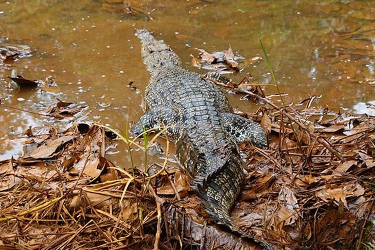 Warga Tewas Diterkam Buaya Saat Memeras Minyak Ilegal di Muba