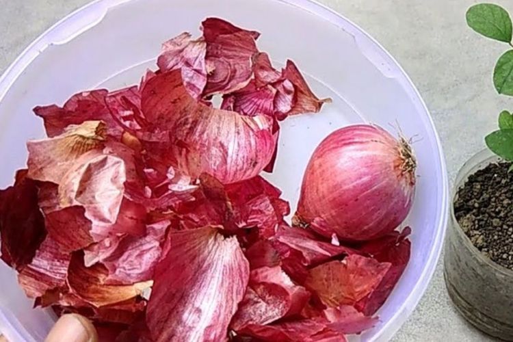 Jangan Dibuang! Ini 5 Manfaat Kulit Bawang