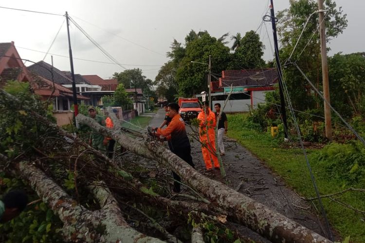Pohon Tumbang Usai Diterjang Angin Kencang, BPBD Muba Ingatkan Warga Waspada Cuaca Extreme!