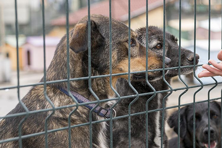 Waspada Rabies, Warga Minta Musnahkan Anjing Liar di Pagaralam