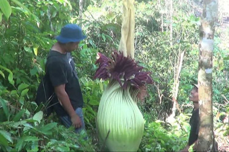 Bunga Bangkai Raksasa Ditemukan di Kebun Kopi Musi Rawas
