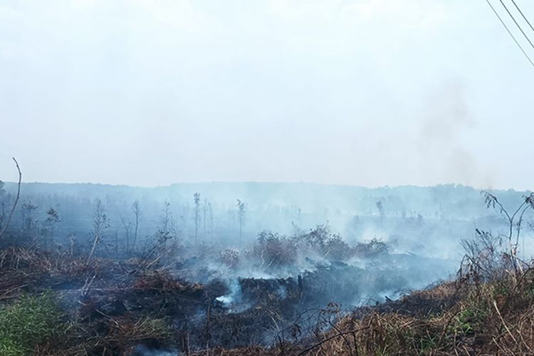 Bakar Lahan, 51 Orang di Sumsel Ditangkap