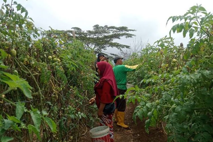 Kemarau Melanda, Petani Lebih Pilih Budidaya Tomat