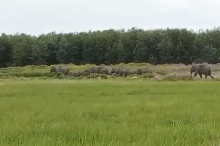 37 Gajah Liar Masuk ke Pemukiman, Rusak Kebun Milik Warga