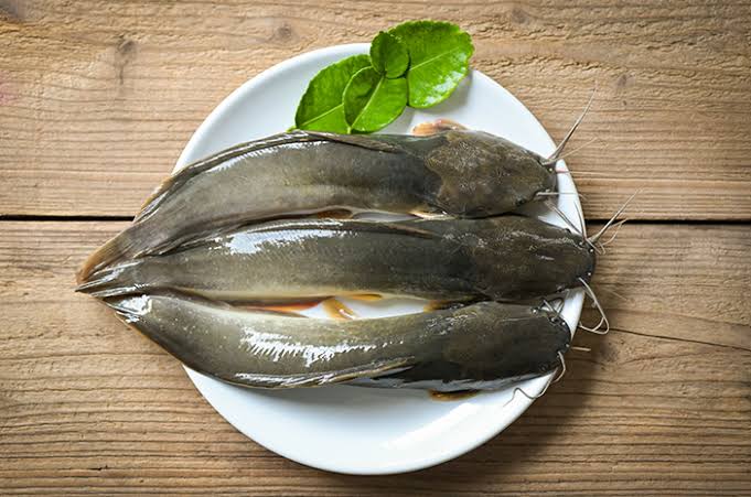 Ikan Lele Miliki Kandungan Gizi dan Segudang Manfaat untuk Kesehatan Tubuh