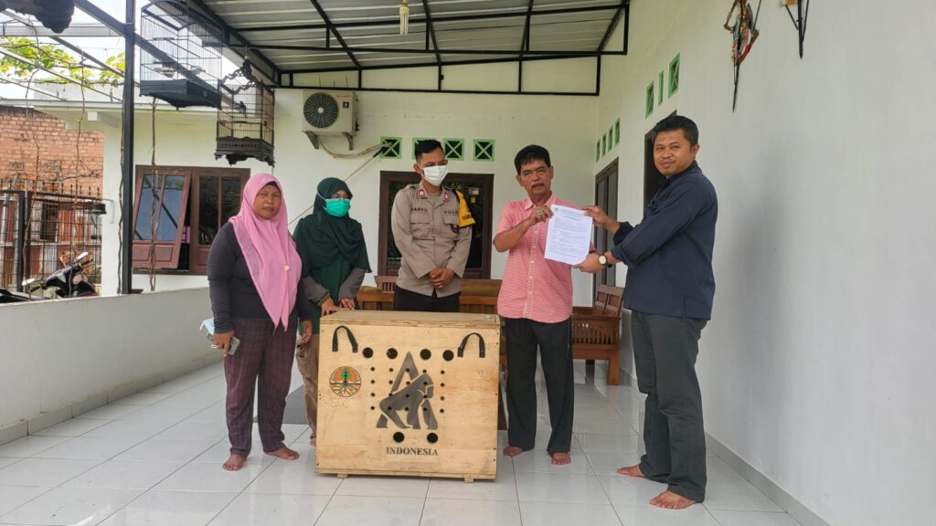 BKSDA Sumsel Evakuasi Dua Owa Siamang dari Tangan Masyarakat