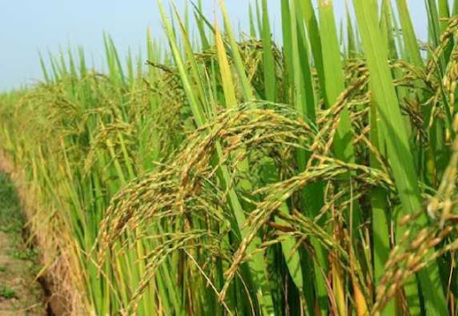 Harga Gabah di OKI dan OKU Timur Turun, Petani Terancam Merugi