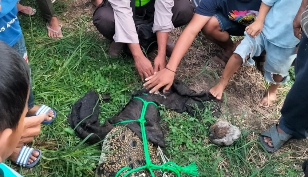 Lagi, Buaya Liar Sepanjang 3 Meter Masuk ke Tambak Warga di OKI