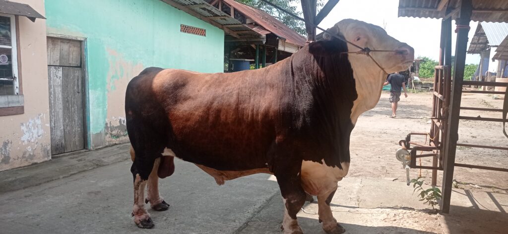 Presiden Jokowi Pilih Sapi ‘Bule’ sebagai Hewan Kurban di Sumsel
