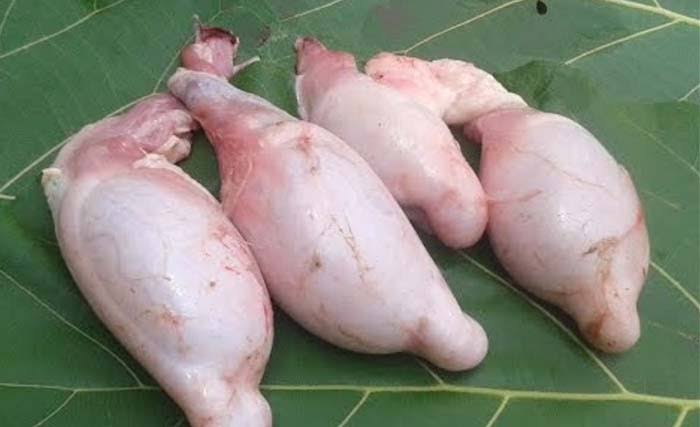 Manfaat dan Risiko Konsumsi Torpedo Kambing untuk Kesehatan