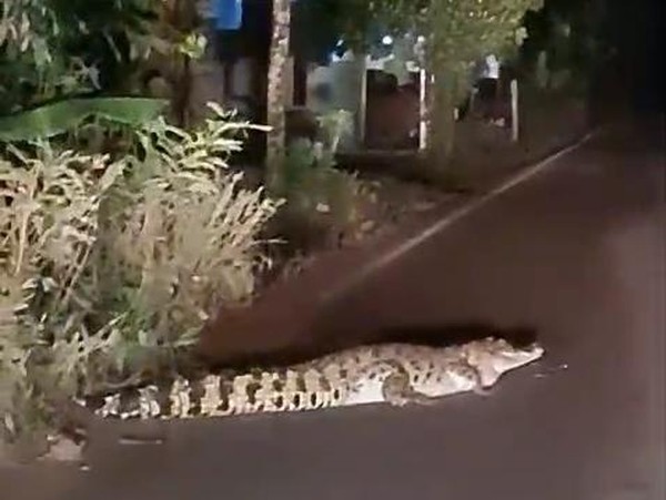 Viral! Buaya Muara Melintas di Jalan Kabupaten Banyuasin, Warga Heboh