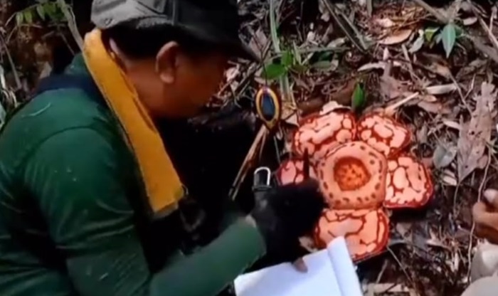 Bunga Raflesia Haseltii Ditemukan Merekah di Musi Rawas