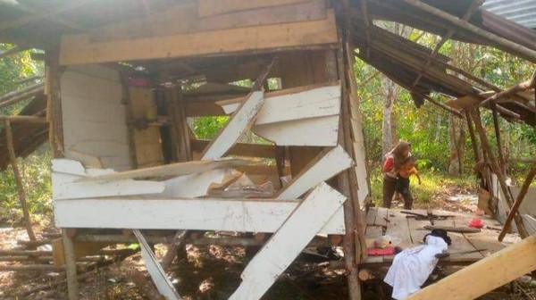 Gerombolan Gajah Rusak Pondok di Perkebunan Warga Musi Rawas, Warga Resah