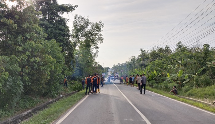 Sempat Telan Korban Jiwa, Puluhan Pohon di Pinggiran Jalan Protokol di PALI Ditebang
