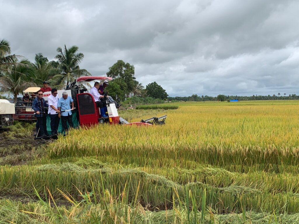 Produksi Padi Sumsel Melonjak, Luas Panen dan Hasil Beras Meningkat Signifikan