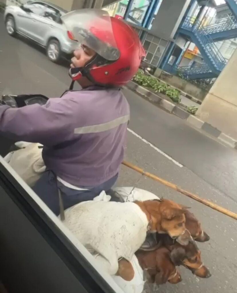 Pria di Palembang Dilaporkan ke Polda Sumsel Terkait Dugaan Penjagalan Anjing