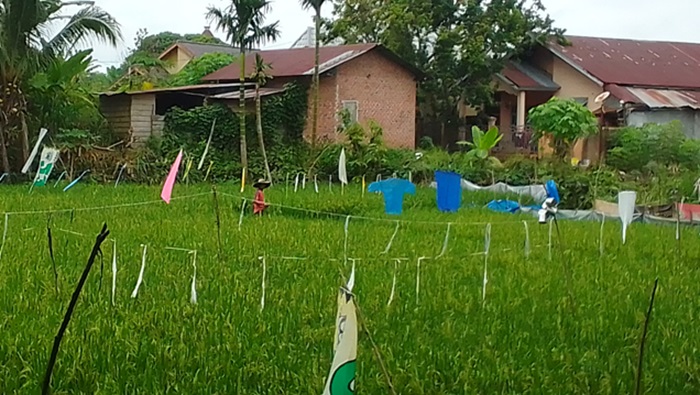Kekeringan Mengintai, Sumsel Andalkan 73 Persen Lahan Rawa Jaga Produksi Padi