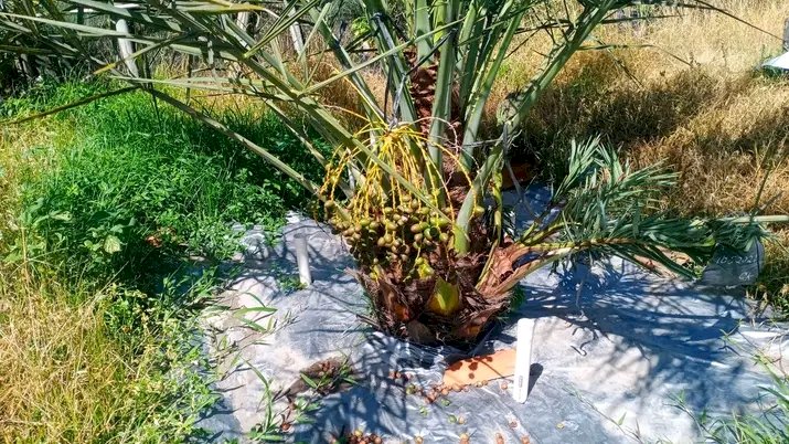 Budidaya Kurma di Empat Lawang