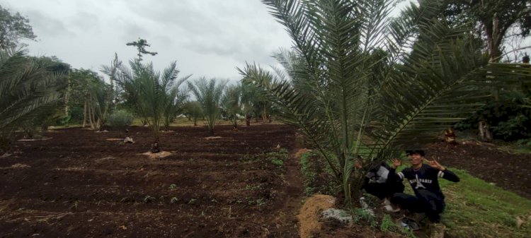 Tanaman Kurma Berbuah di Pagar Alam, Bukti Keberhasilan Budidaya di Iklim Tropis