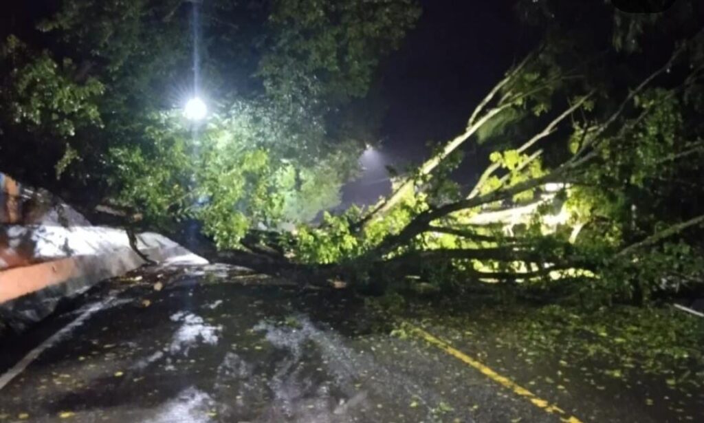Pohon Tumbang di Lahat Tutup Akses Jalan, BPBD Gerak Cepat Atasi Hambatan