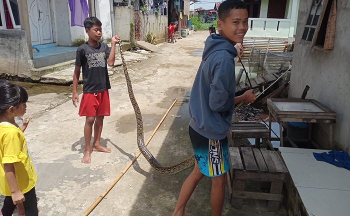 Ular Piton Sepanjang Empat Meter Gemparkan Warga Lorong Lematang Palembang