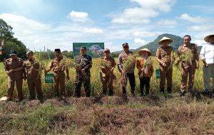 Panen Raya di Muratara, Bupati Soroti Alih Fungsi Lahan dan Masalah Irigasi