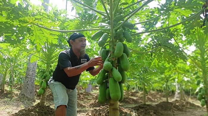 Harga Jual Tidak Stabil, Petani Pepaya di Empat Lawang Menjerit