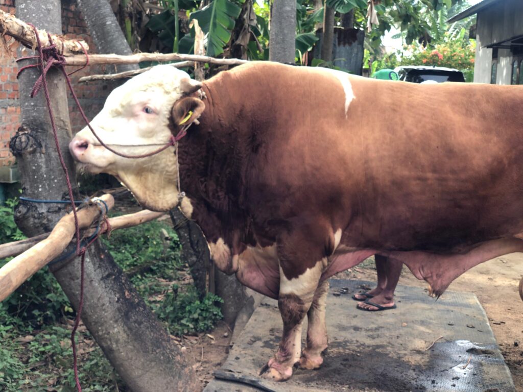 Sapi Kurban Milik Presiden Prabowo Akan Dipotong di Kawasan Rumah Susun Palembang, Miliki Bobot 1 Ton