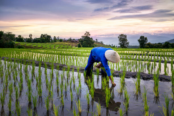 Sumsel Targetkan Cetak Sawah 48.000 Hektare untuk Dongkrak Produksi Padi