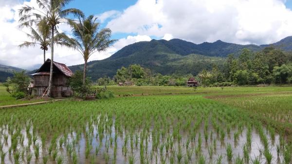 Program Ketahanan Pangan Desa Dipertanyakan, Pegiat Soroti Minimnya Transparansi