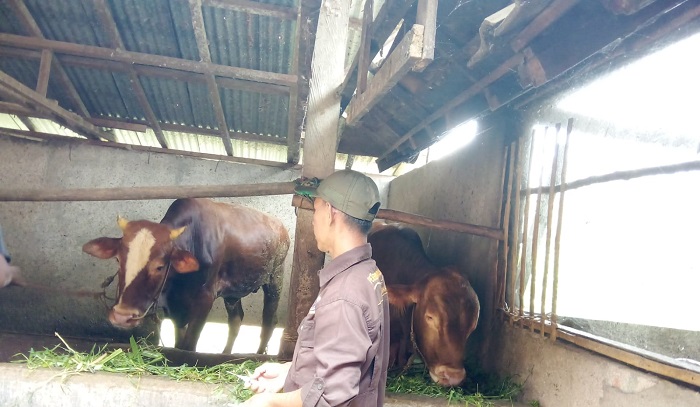 Jelang Idul Adha, Pemkab Musi Rawas Terjunkan Tim Periksa Kesehatan Hewan Kurban
