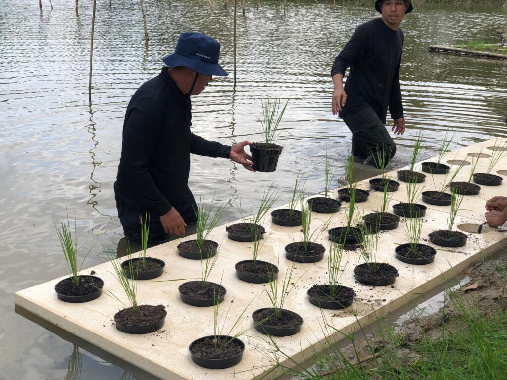 Sumsel Kembali Uji Coba Budidaya Padi Apung di Jakabaring, Siapkan 61 Varietas